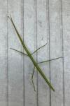 Clonopsis gallica