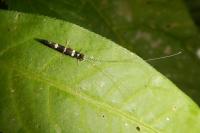 Leptocerus interruptus
