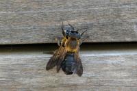 Megachile sculpturalis