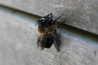 Megachile sculpturalis
