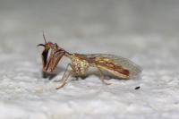 Mantispa styriaca