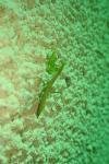 Mantis religiosa