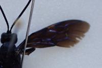 Catadelphus arrogator
