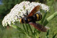 Megascolia maculata maculata