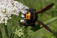 Megascolia maculata maculata