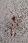 Enicospilus