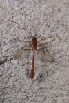 Enicospilus