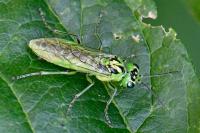 Rhogogaster chlorosoma