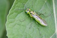 Rhogogaster chlorosoma