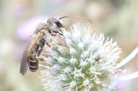 Halictus sexcinctus