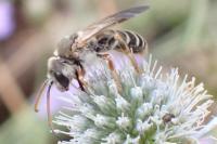 Halictus sexcinctus
