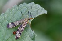 Panorpa communis