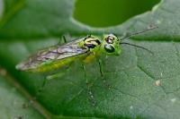 Rhogogaster chlorosoma