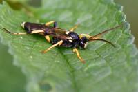 Ichneumon sarcitorius