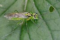 Rhogogaster chlorosoma