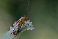 Panorpa communis