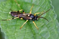 Ichneumon sarcitorius