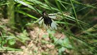 Libelloides coccajus