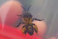 Macropis europaea