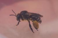 Macropis europaea