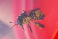 Macropis europaea