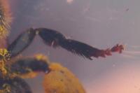 Macropis europaea