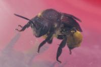 Macropis europaea