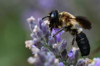 Megachile sculpturalis