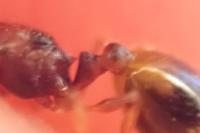 Temnothorax nylanderi