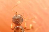 Temnothorax nylanderi