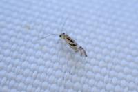 Graphopsocus cruciatus