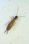 Chelidurella acanthopygia
