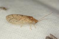 Micromus angulatus