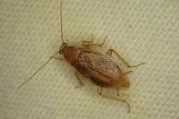 Ectobius pallidus