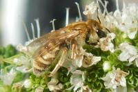 Seladonia subaurata