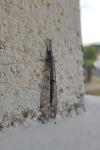 Distoleon tetragrammicus