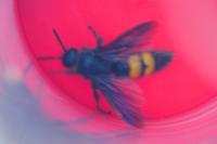 Scolia hirta