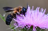 Megachile sculpturalis