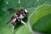 Anthidium manicatum