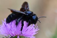Xylocopa violacea