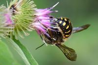 Anthidium manicatum
