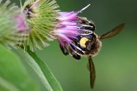 Anthidium manicatum
