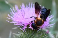 Megachile sculpturalis