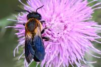 Megachile sculpturalis