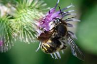 Anthidium manicatum