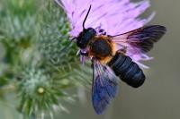Megachile sculpturalis