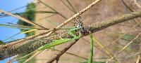 Mantis religiosa