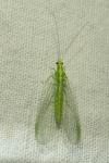 Chrysoperla carnea