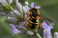 Anthidium manicatum