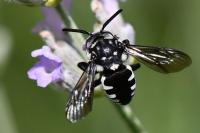 Thyreus ramosus